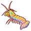 yellow mantis shrimp