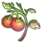 desert tomato