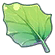 mandragora leaf